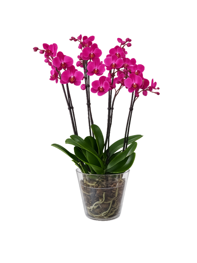 Storczyk Super Extra (Phalaenopsis) 4 pędy ciemnoróżowy d12