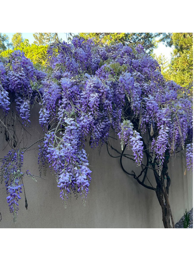 Glicynia chińska - Wisteria sinensis