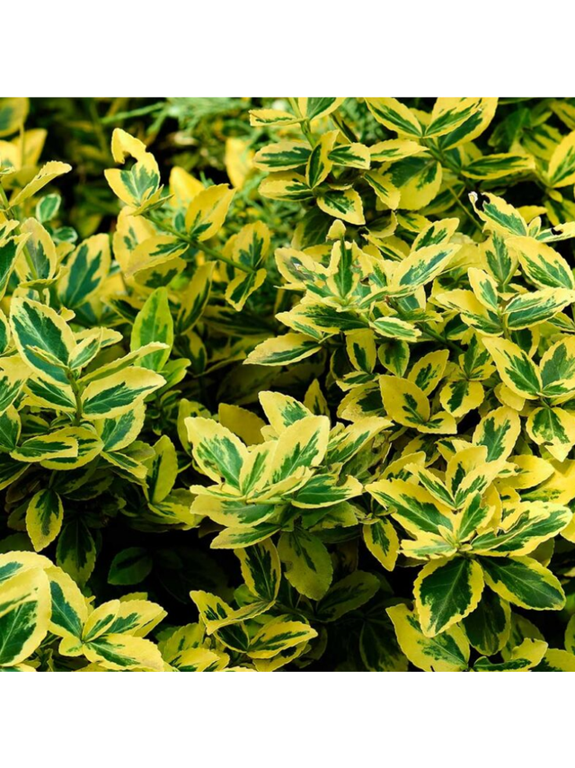 Trzmielina - Euonymus fortunei 'Emerald'n Gold'