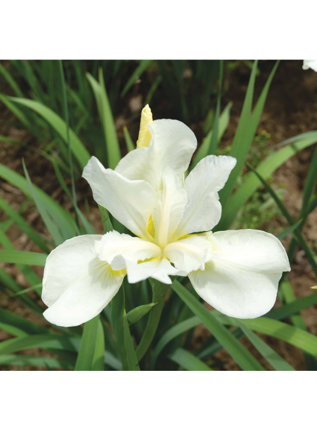 Kosaciec syberyjski - Iris sibirica 'Weiss'