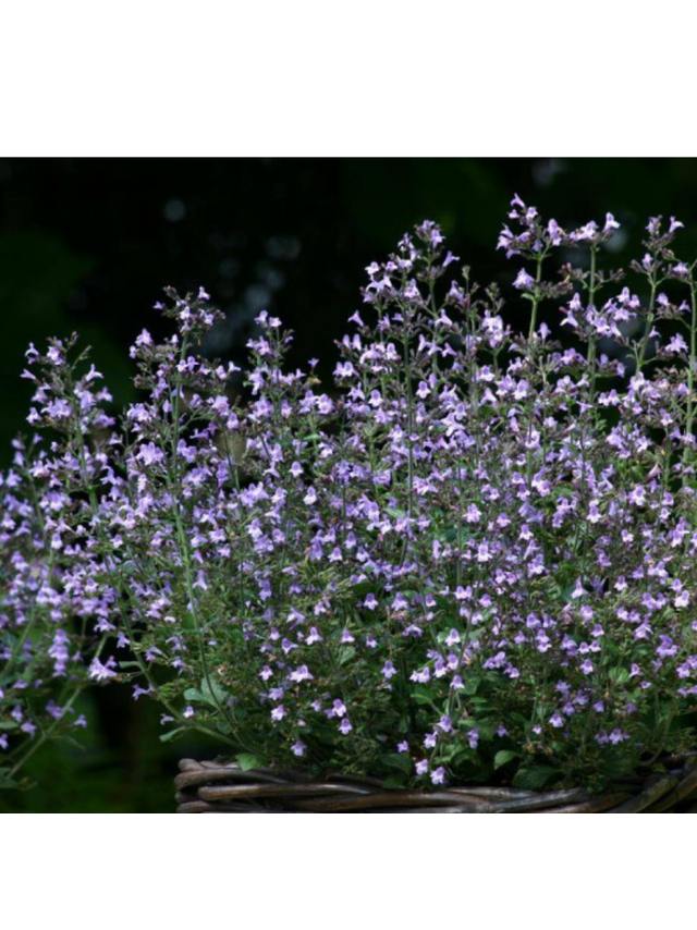 Kalaminta mniejsza - Calamintha nepeta 'Marvelette  Blue'