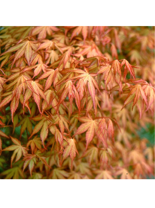 Klon palmowy - Acer palmatum 'Katsura'
