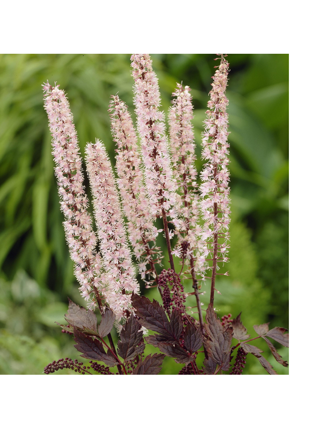 Świecznica prosta - Actaea simplex 'Pink Spike'