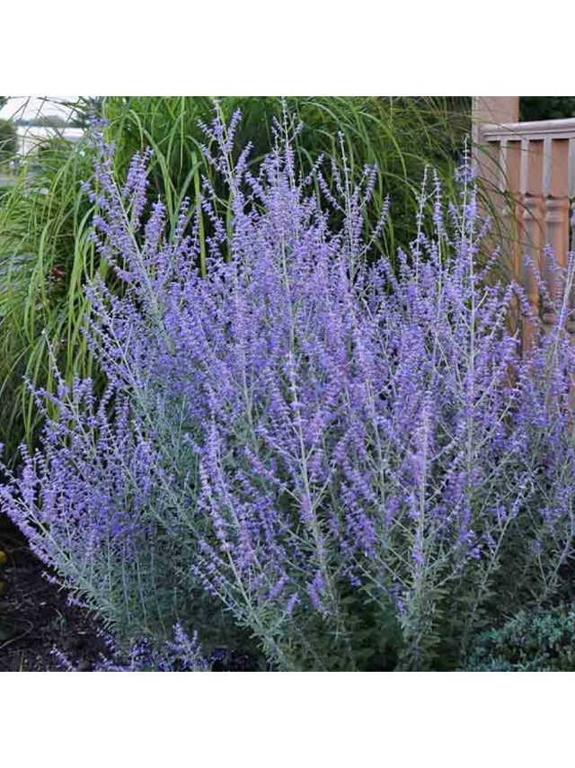 Perovskia atriplicifolia - Perowskia łobodolistna 'Russian Sage'