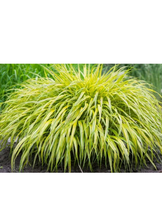 Hakonechloa - Hakonechloa 'Aureola'