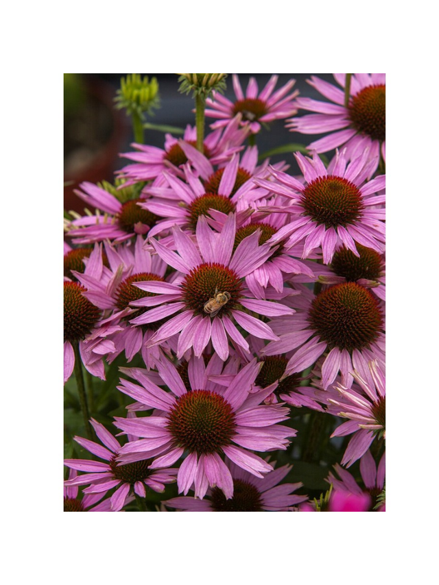 Jeżówka purpurowa - Echinacea purpurea 'Fountain Light Purple'