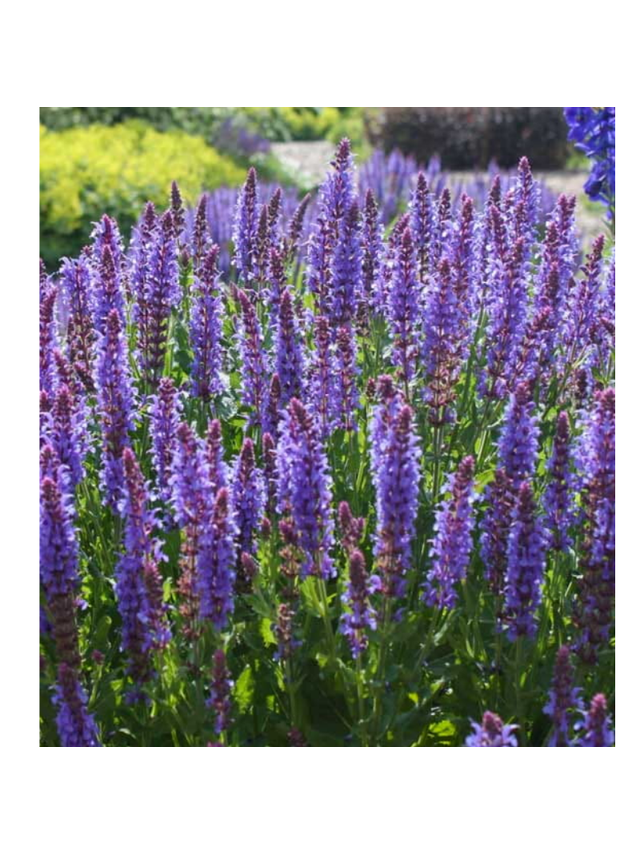 Szałwia - Salvia 'Caradonna'
