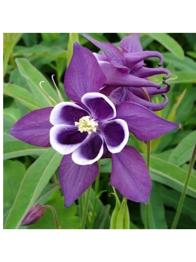 Orlik pospolity - Aquilegia vulgaris 'Winky Purple White'