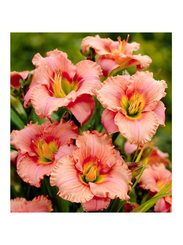 Liliowiec - Hemerocallis 'Elegant Candy'
