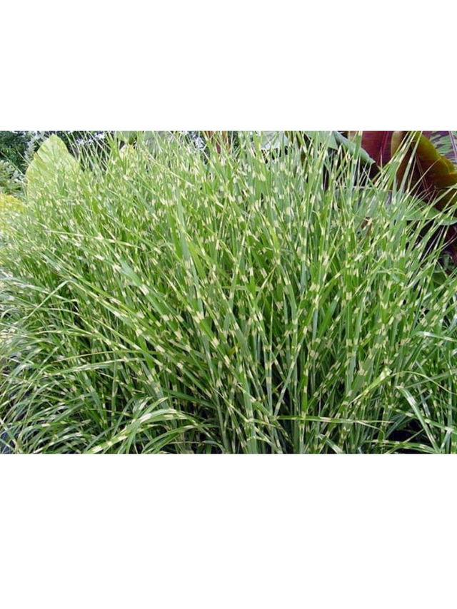 Miskant chiński - Miscanthus sinensis 'Zebrinus'