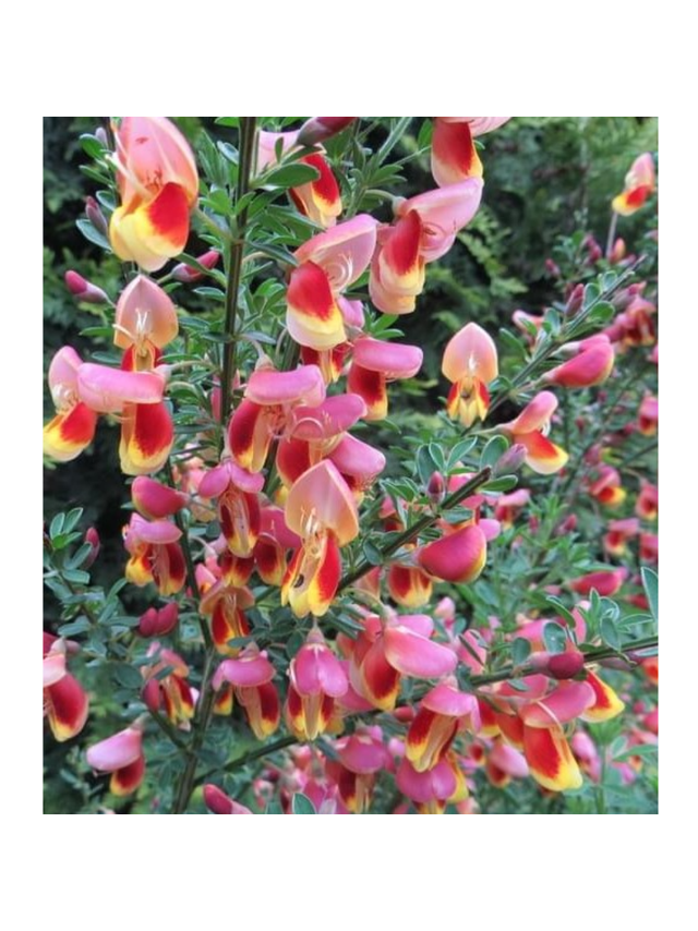 Żarnowiec - Cytisus 'Goldfinch'