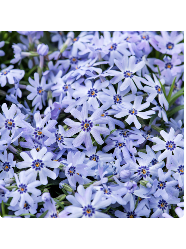 Floks szydlasty - Phlox subulata 'Fabulous Blue Dark Center'
