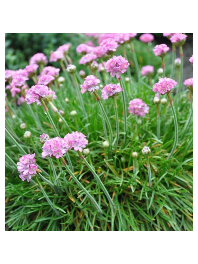 Zawciąg nadmorski - Armeria maritima 'Splendens Perfecta'