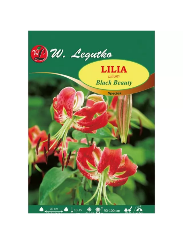Lilia Black Beauty amarantowa, nakrapiana 1szt.