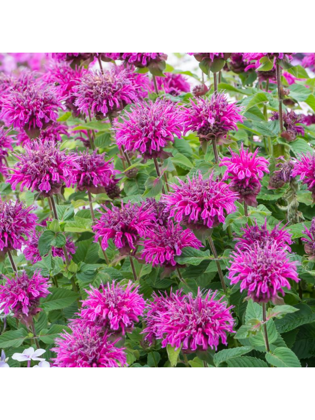 Pysznogłówka - Monarda hybrida 'Bee-Free'