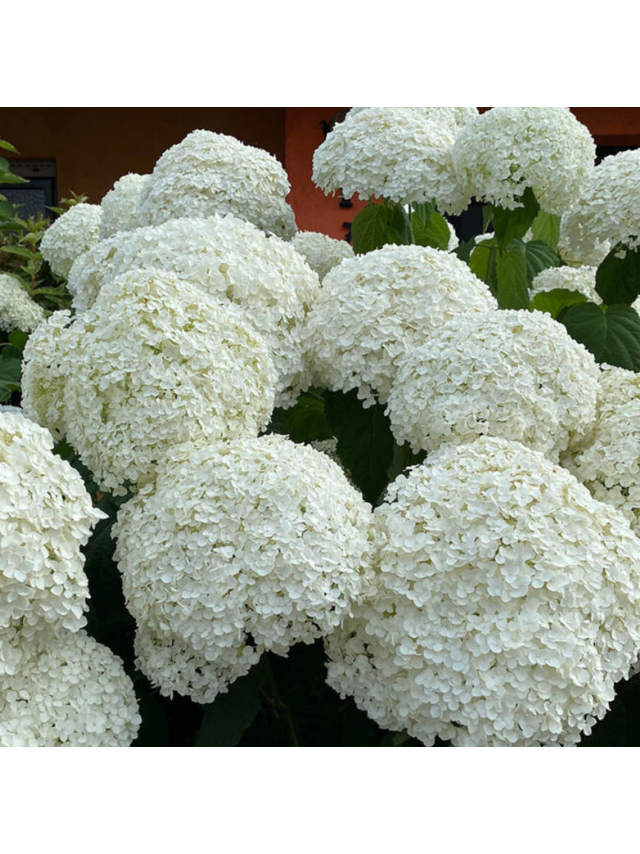 Hortensja krzewiasta - Hydrangea arborescens 'Annabelle'