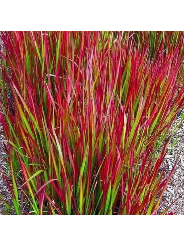 Imperata cylindryczna - Imperata cylindrica 'Red Baron'