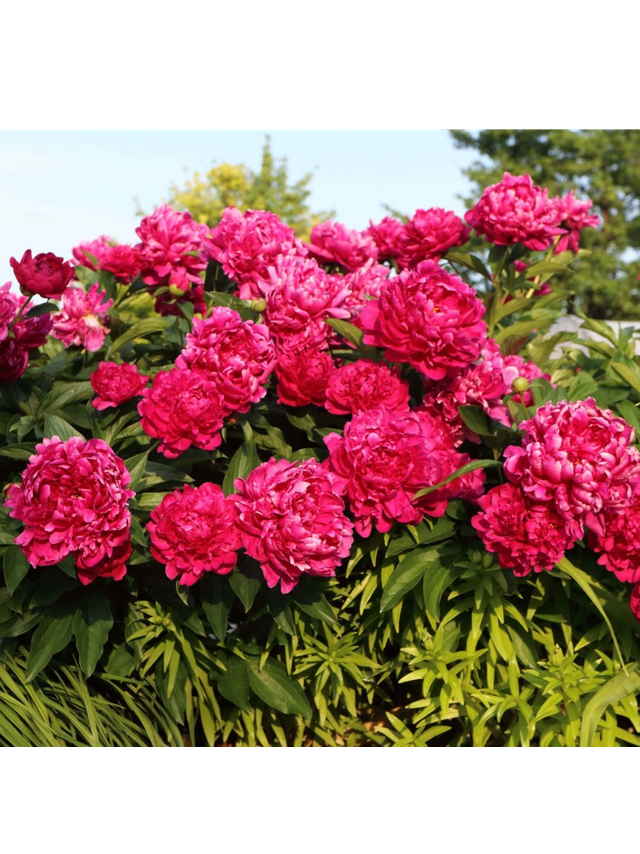 Piwonia chińska - Paeonia lactiflora 'Big Ben'