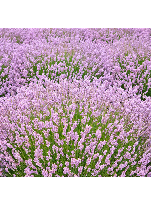 Lawenda wąskolistna - Lavandula angustifolia 'Rosea'