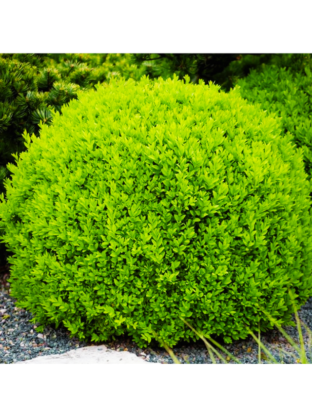 Bukszpan kulisty drobnolistny - Buxus - 'Faulkner'