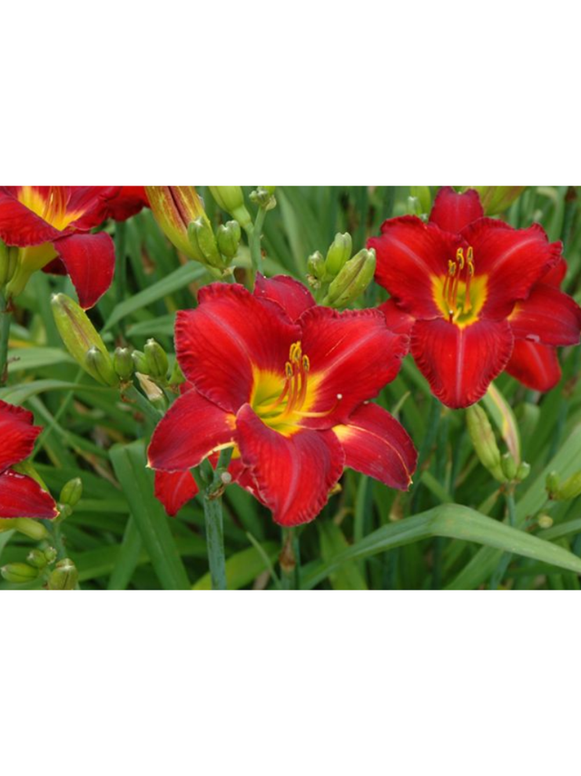 Liliowiec - Hemerocallis 'Chicago Apache'