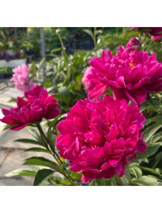 Piwonia chińska - Paeonia lactiflora 'Adolphe Rousseau'