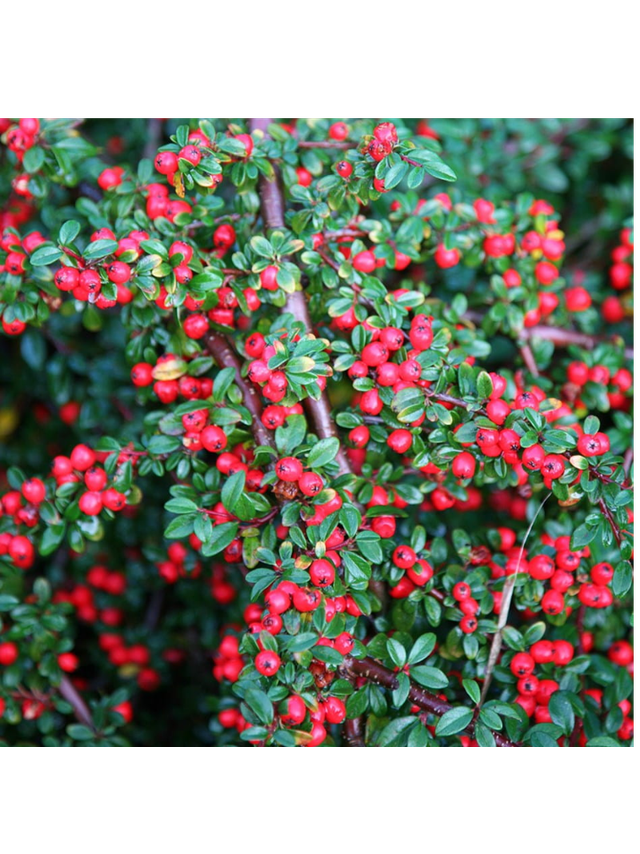 Irga pozioma - Cotoneaster Horizontalis