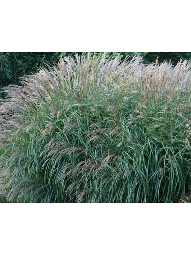 Miskant chiński - Miscanthus sinensis 'Yakushima  Dwarf'