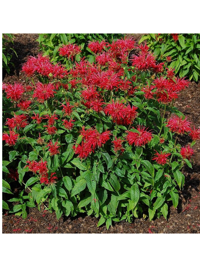 Pysznogłówka - Monarda didyma 'Fireball'