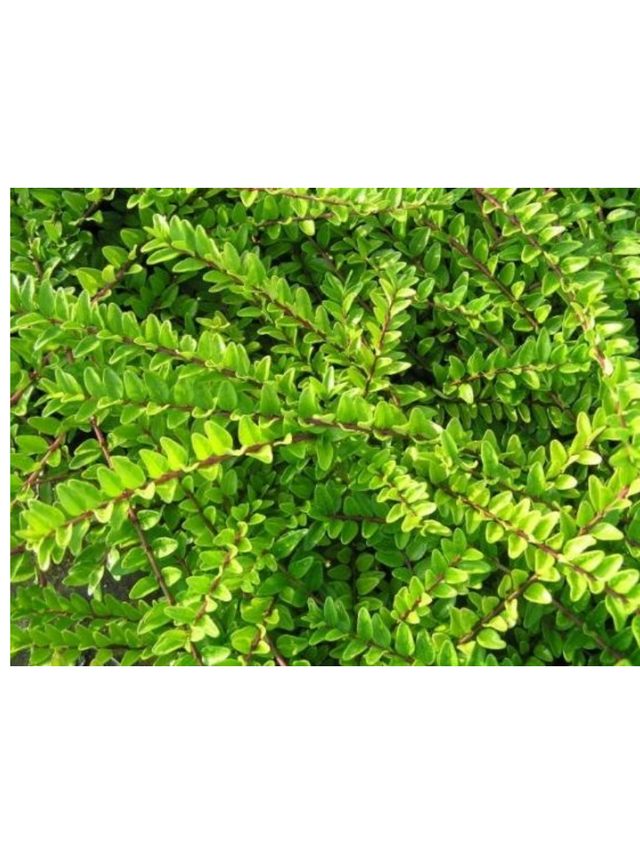 Suchodrzew mirtolistny - Lonicera nitida 'Maigrün'