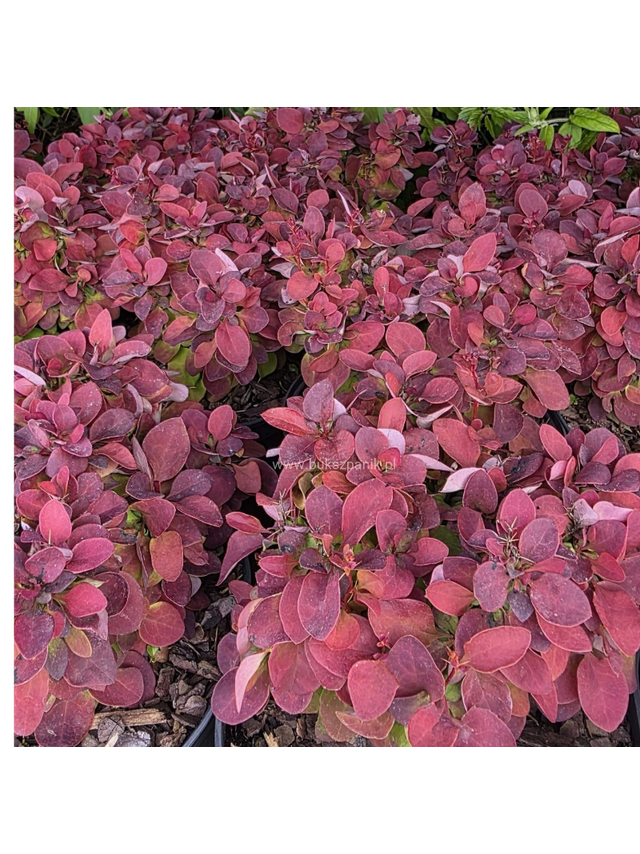 Berberys Thunberga - Berberis thunbergii 'Deep Purple'(R)