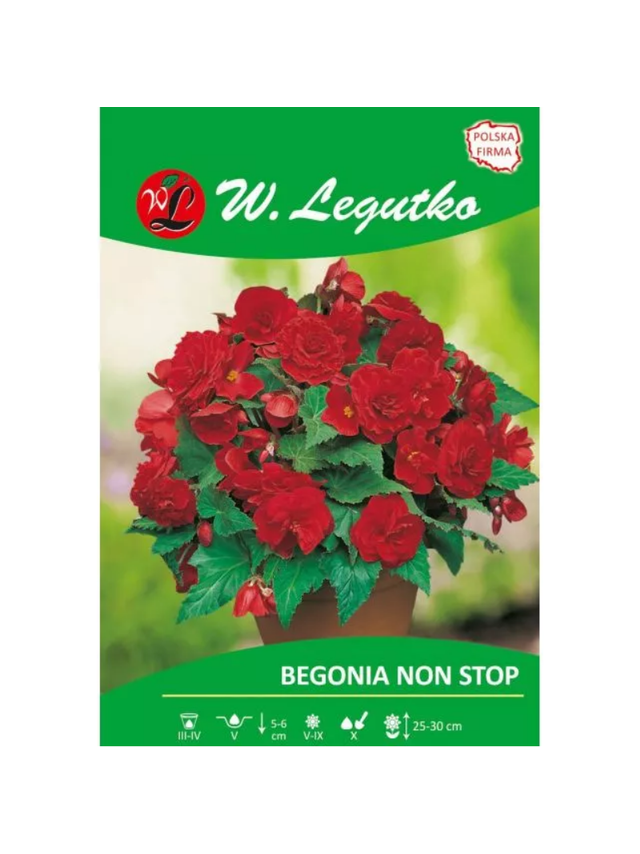 Begonia bulwiasta Non Stop czerwona 2szt.
