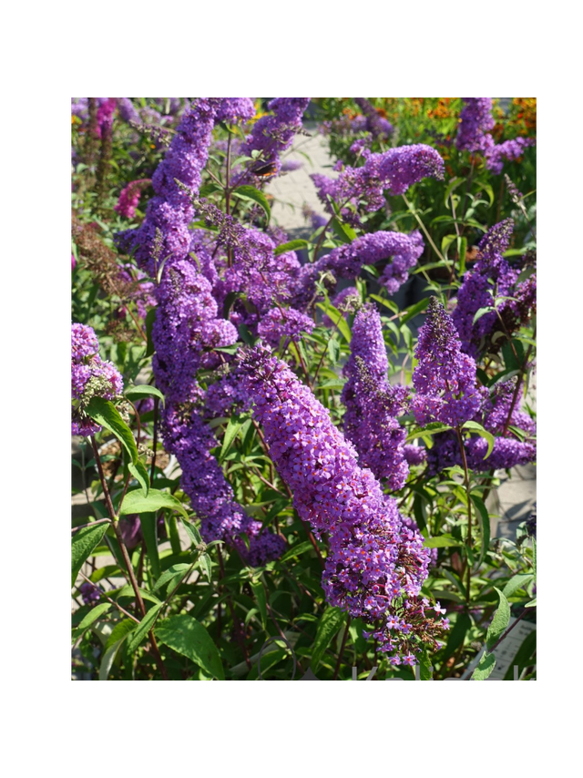 Budleja Dawida - Buddleja davidii 'Ile de France'