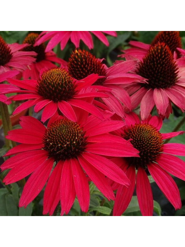 Jeżówka purpurowa - Echinacea purpurea 'Glowing Dream'