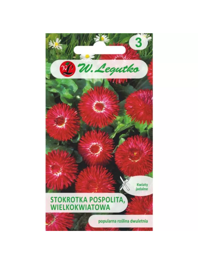 Stokrotka pospolita wielkokwiatowa Gracja - czerwona