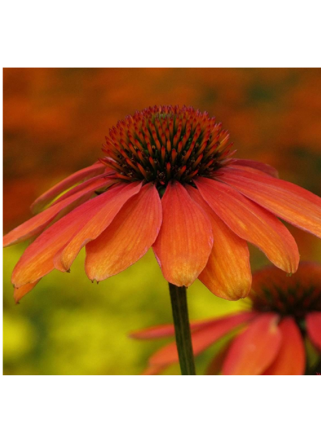 Jeżówka purpurowa - Echinacea purpurea 'Skipper Orange'