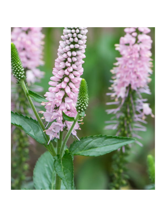 Przetacznik długolistny -  Veronica longifolia 'First Choice'