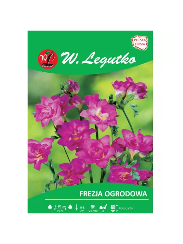 Frezja różowa 10szt.