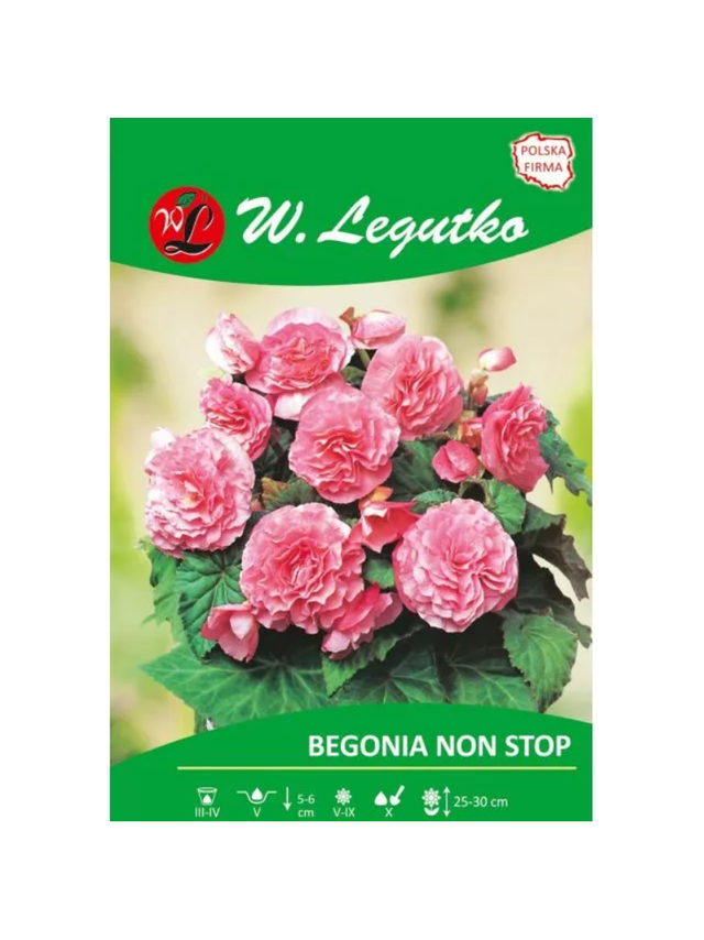 Begonia bulwiasta Non Stop różowa 2szt.