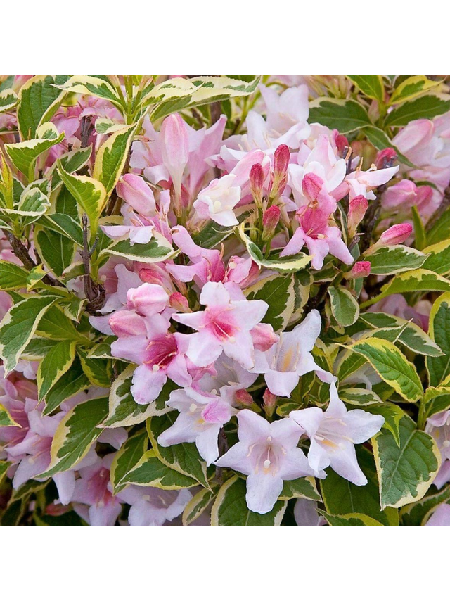 Krzewuszka cudowna - Weigela florida 'Nana Variegata'