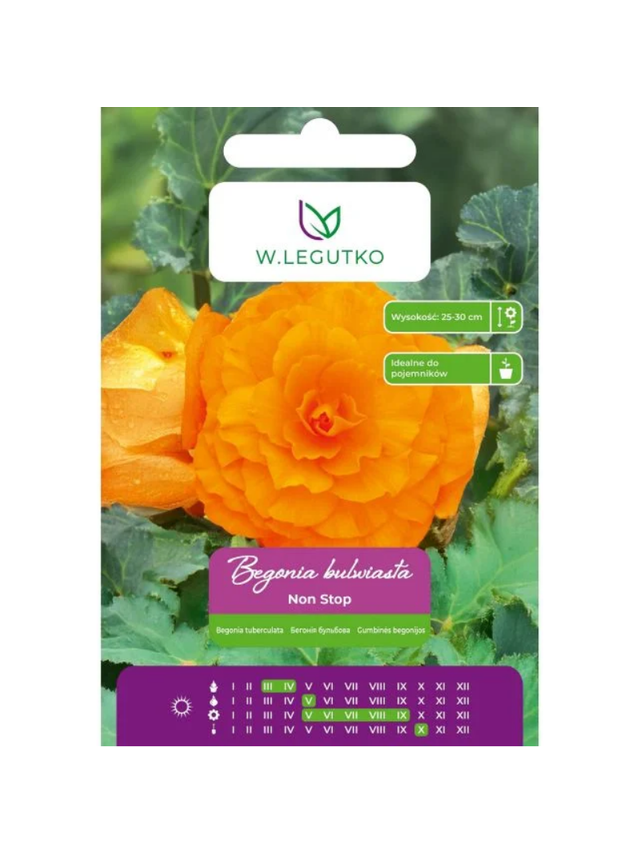 Begonia bulwiasta Non Stop pomarańczowa 2szt.