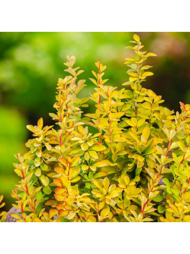 Berberys Thunberga - Berberis thunbergii 'Maria'(R)