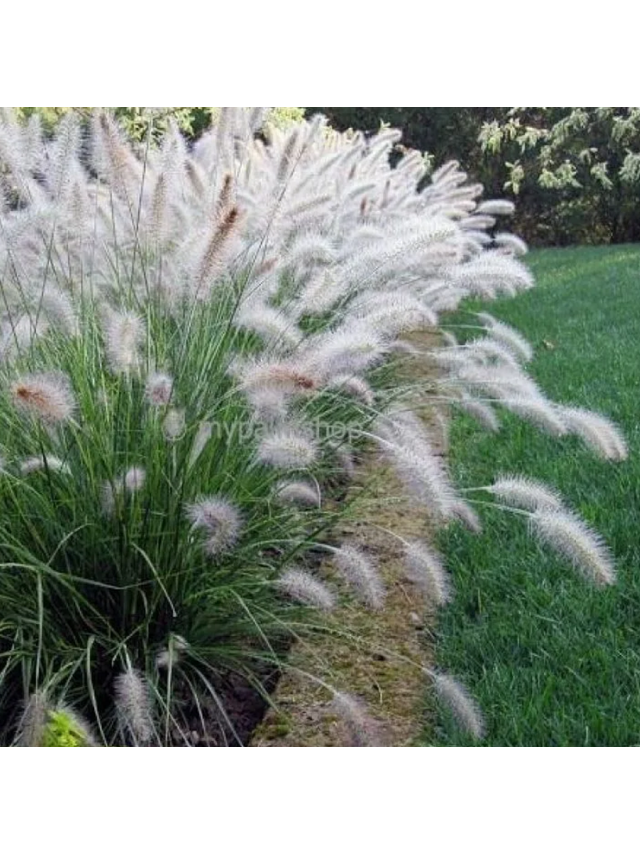 Rozplenica japońska - Pennisetum alopecuroides