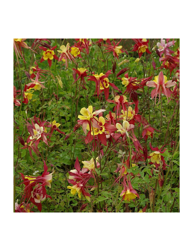 Orlik ogrodowy - Aquilegia hybrida 'Haylodgensis Rot Gold'