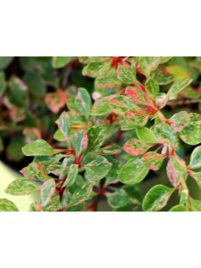 Berberys Thunberga - Berberis thunbergii  'Starburst'(R)