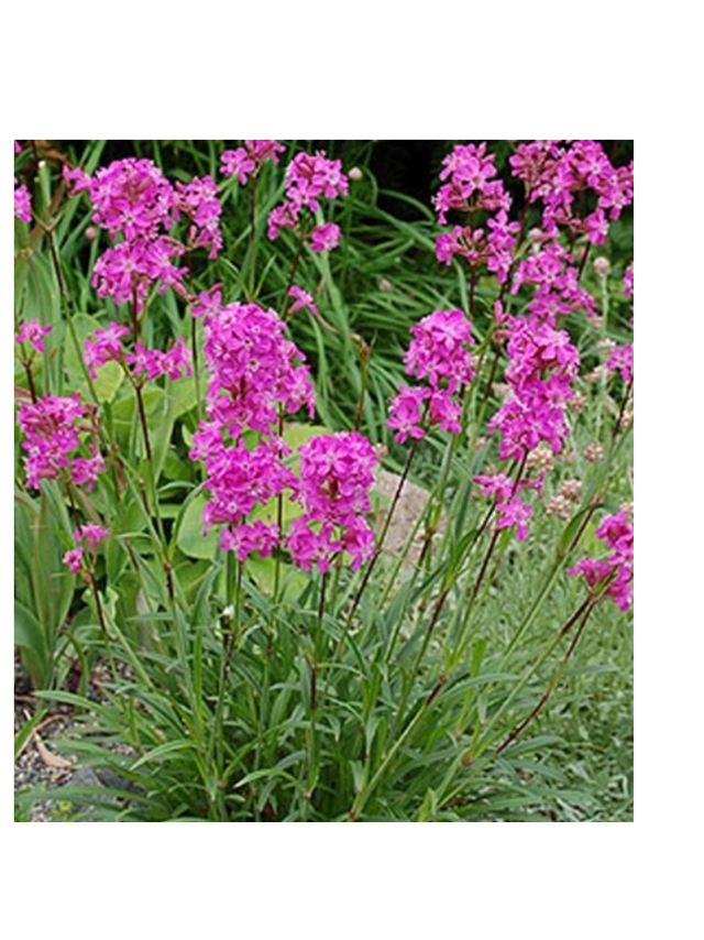 Firletka smółka - Lychnis viscaria 'Splendens'