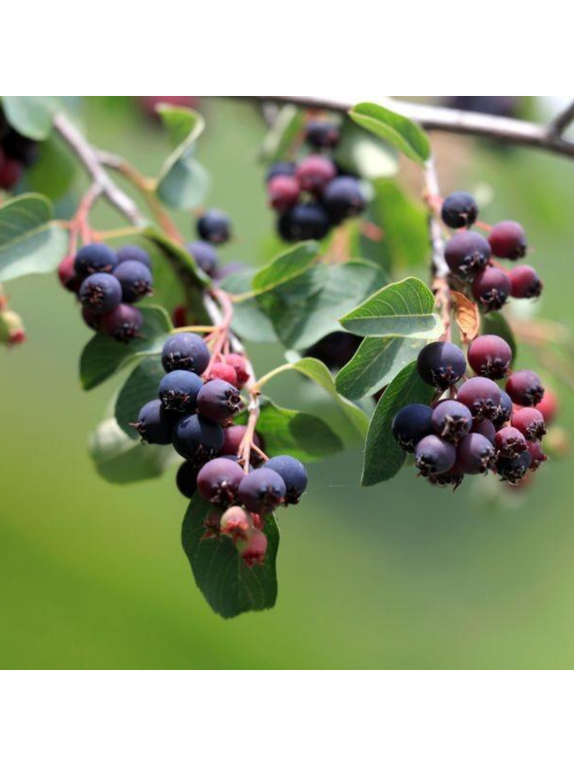 Świdośliwa olcholistna - Amelanchier alnifolia 'Smoky'