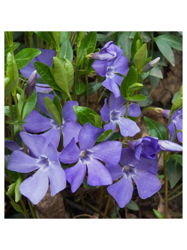 Barwinek pospolity - Vinca minor