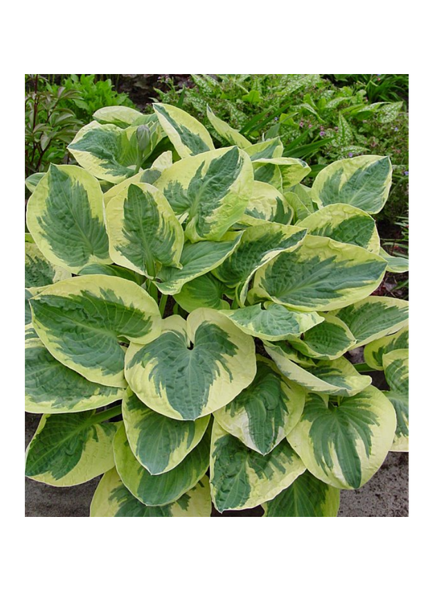 Funkia - Hosta 'Snow Cup'