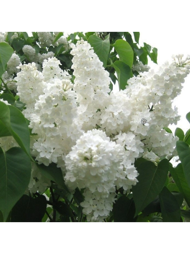 Lilak pospolity - Syringa vulgaris 'Stepman'